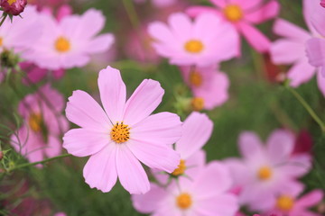 Obraz premium 秋桜畑