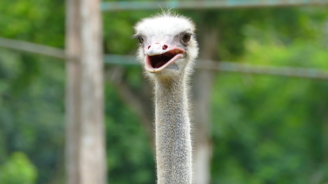 Portrait of Ostrich at a zoo