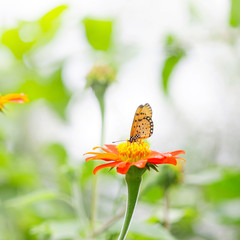 Butterfly on Zinnia flower