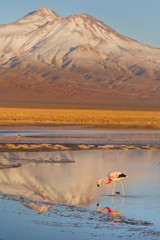 Atacama