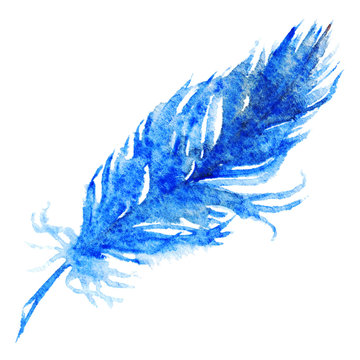 Watercolor Blue Bird Feather Isolated