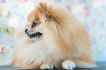 Fototapeta na wymiar cute brown pomeranian dog