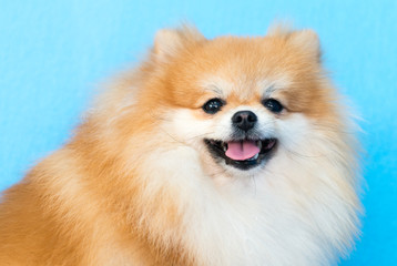 Fototapeta premium cute brown pomeranian dog