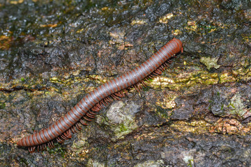 Millipede on the wood of rainforest