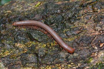 Millipede on the wood of rainforest
