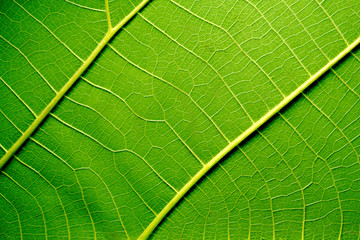 Leaf texture
