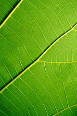 Leaf texture