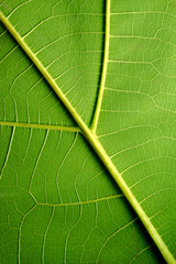 Leaf texture