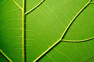 Leaf texture