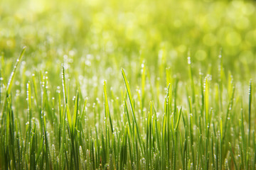 Morning dew on young wheat