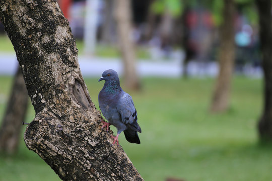 Pigeon perched on a tree