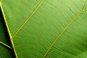 Leaf texture