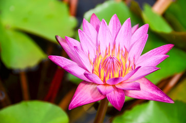 lotus,flowers,color,pink,nature,water,background,all,texture