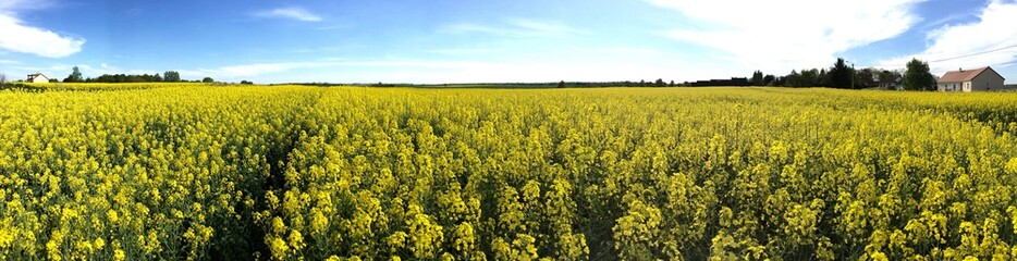 panorama champ de colza