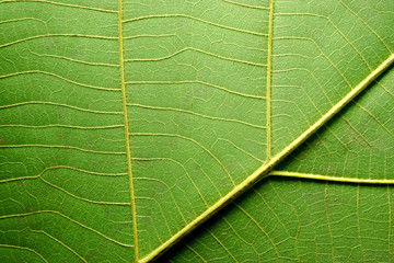 Leaf texture