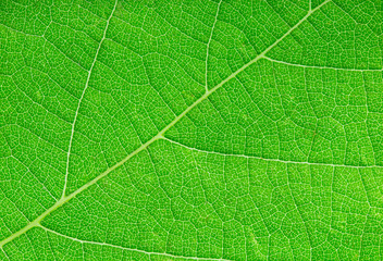 Fototapeta na wymiar green leaf close-up as a background
