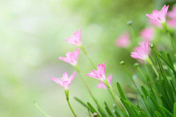 Obraz premium Rain Lily