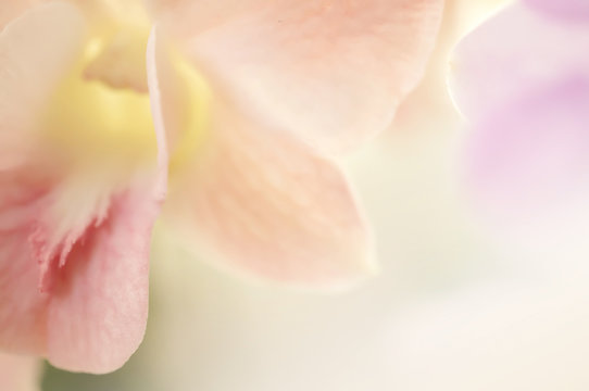 Fototapeta Sweet color orchids  