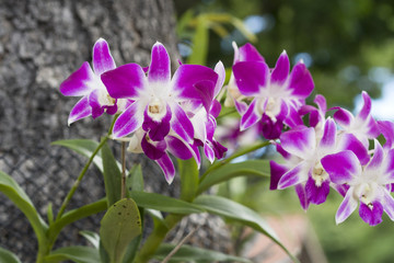 Orchids
