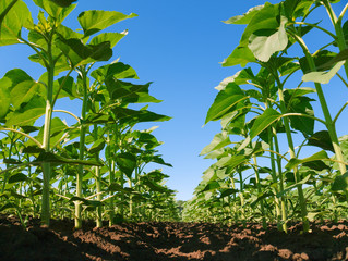 Fototapeta premium sunflower plantation rows. Worm's view 