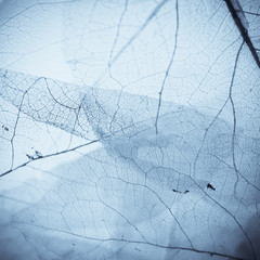 Fototapeta premium vivid color leaf texture 