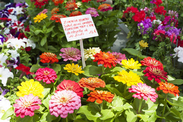 フランス　マルシェ　花屋　イメージ