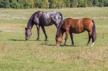 Two horses grazing on sunny day on the green field
