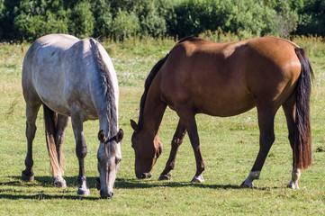 Naklejka na ściany i meble Chestnut and grey horse grazing on summertime pasture