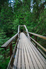 Fototapeta premium Wooden bridge in dense forest over Ahja river, Estonia