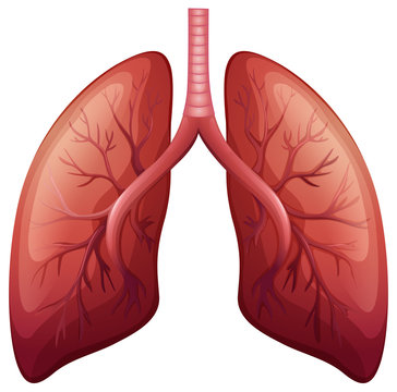 Lung cancer diagram in detail