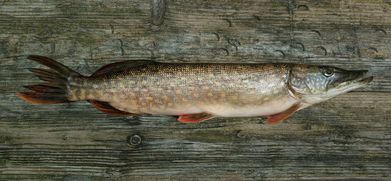 fish raw wooden table background top view panoramic