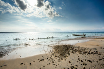 Fototapeta na wymiar Plantations of seaweed on beach, Algae at low tide