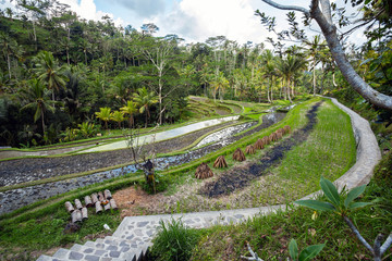 Rice terraced paddy fields in Gunung Kawi, Bali, Indonesia