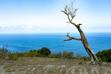 dead tree at Bali Manta Point Diving place at Nusa Penida island