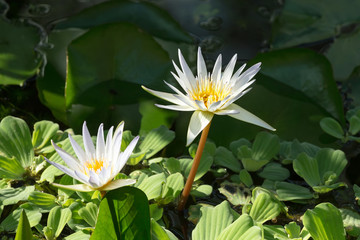 white water lily