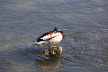 Mallard Duck