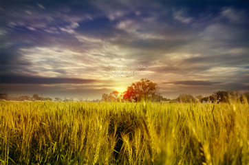 wheat fields dramatic sky landscape towards light