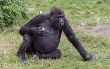 Naklejka premium Adult gorilla eating