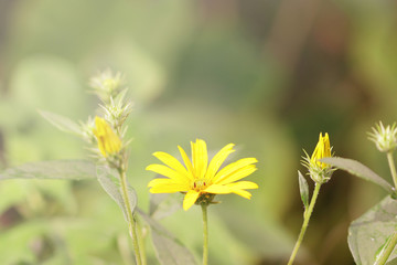 Jerusalem artichoke flower