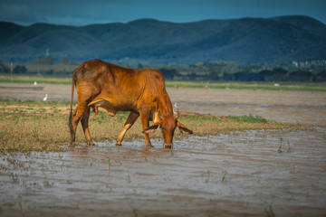 Skinny brown cattle drinking water with mountain background