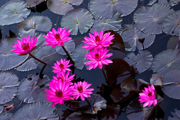 Pink water lillies in a natural pond in Trinidad and Tobago 