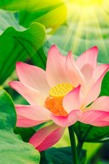 Beautiful lotus flowers bloom in the pond