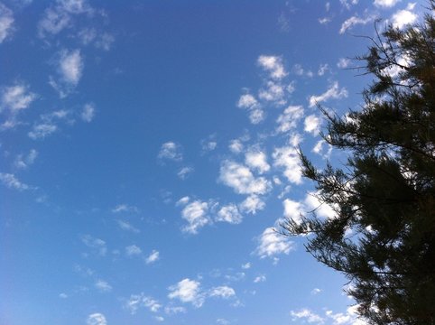 cieli nuvole alberi