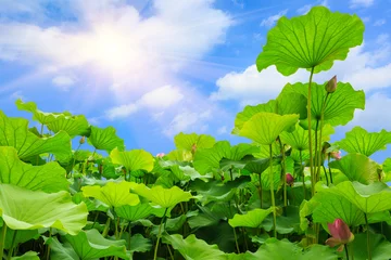 Photo sur Plexiglas fleur de lotus Beautiful lotus leaf background in the pond