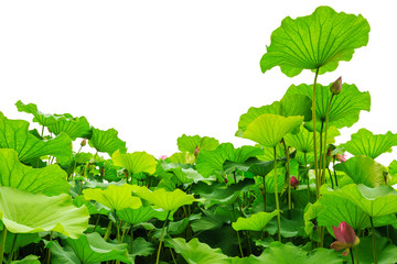 Beautiful lotus leaf background in the pond
