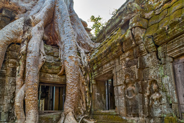 Naklejka premium tree in ruin Ta Prohm, Cambodia.