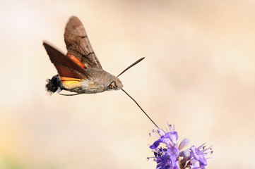Fototapeta premium Falena colibrì
