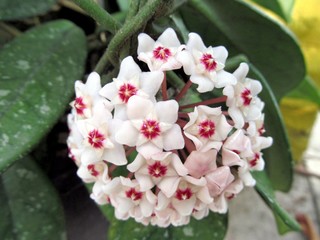 Jesus wreath flowers