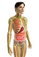 3d rendered illustration of