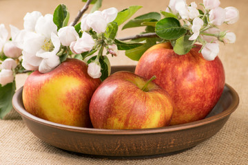 Red apples and twig of apple tree